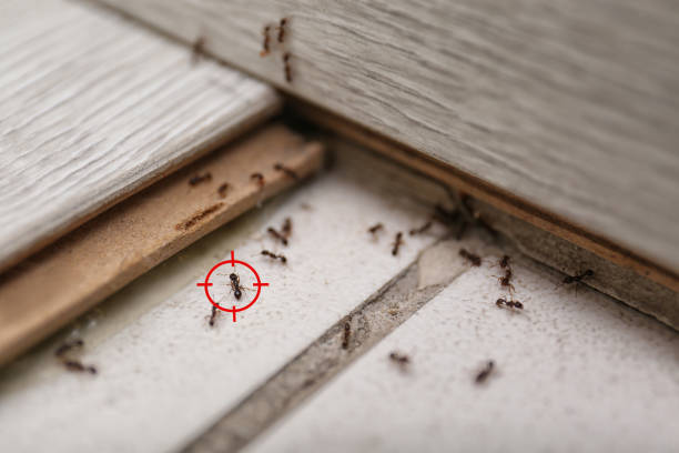 Best Ant Control Services  in Midlothian, TX